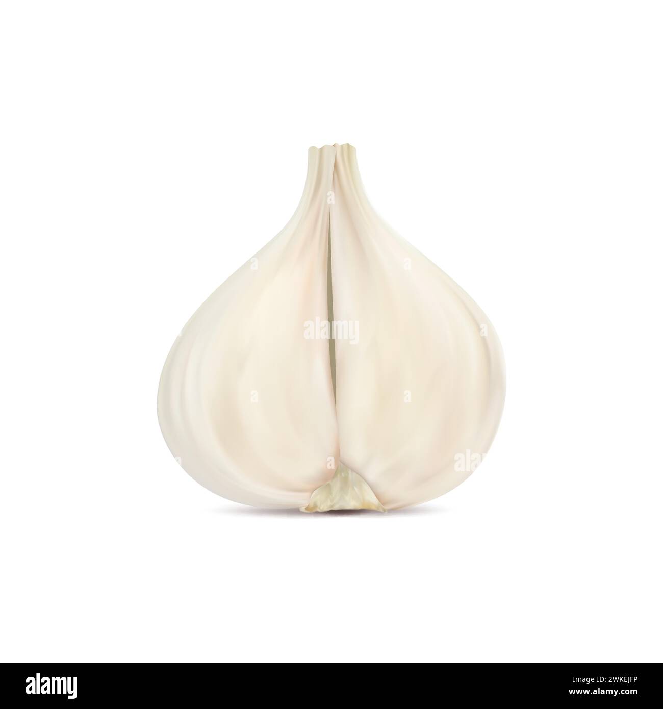 Ripe raw realistic garlic seasoning vegetable, half isolated garlic head. 3d vector halved bulb