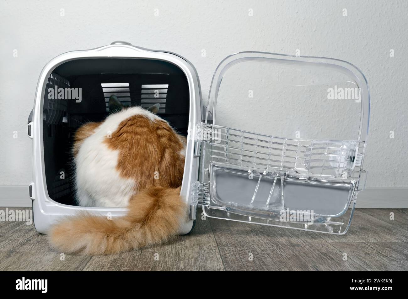 Cute tabby cat sitting in a open pet carrier. Rear view. Stock Photo