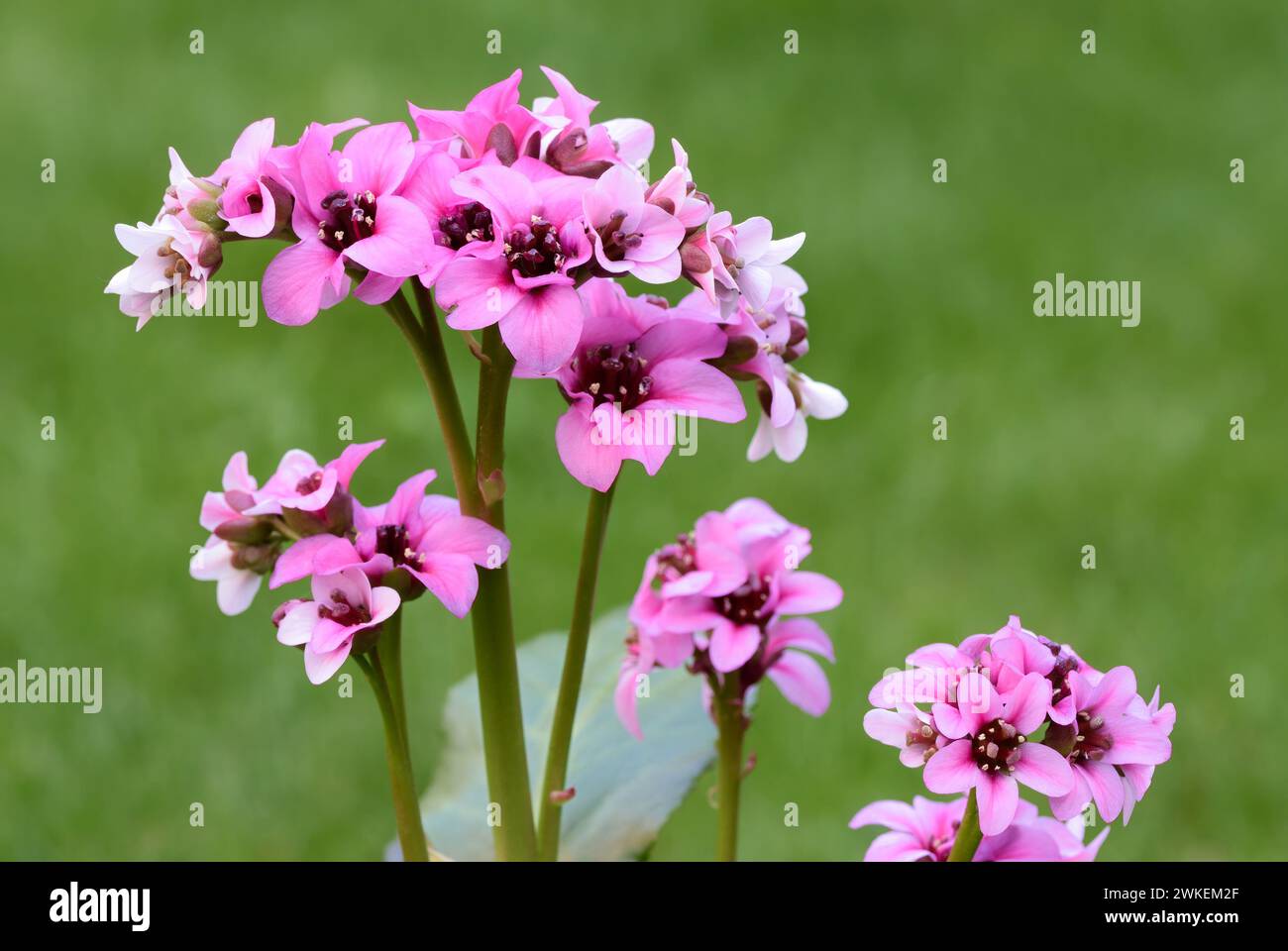 Bergenia flowers, Dragonfly sakura, closeup. Ornamental plant, perennial with pink petals. Blurred green background, copy space. Trencin, Slovakia Stock Photo