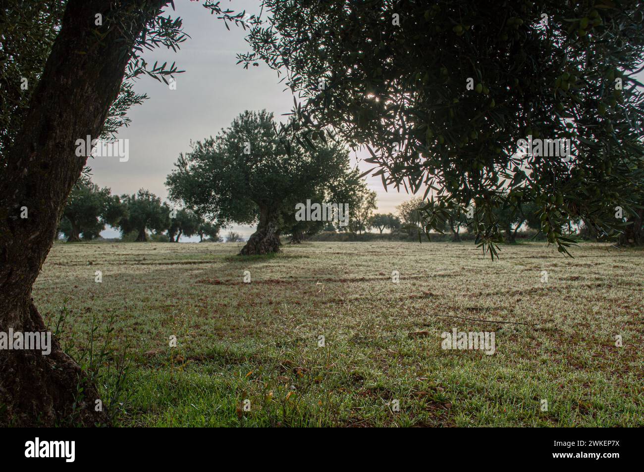 Spanish olive grove at dawn in winter Stock Photo