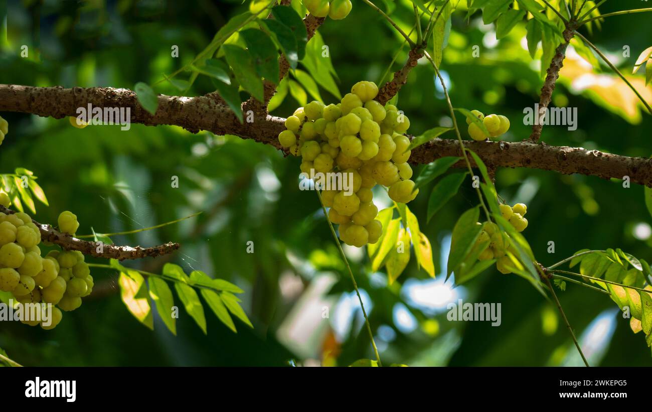 star gooseberry on tree Stock Photo