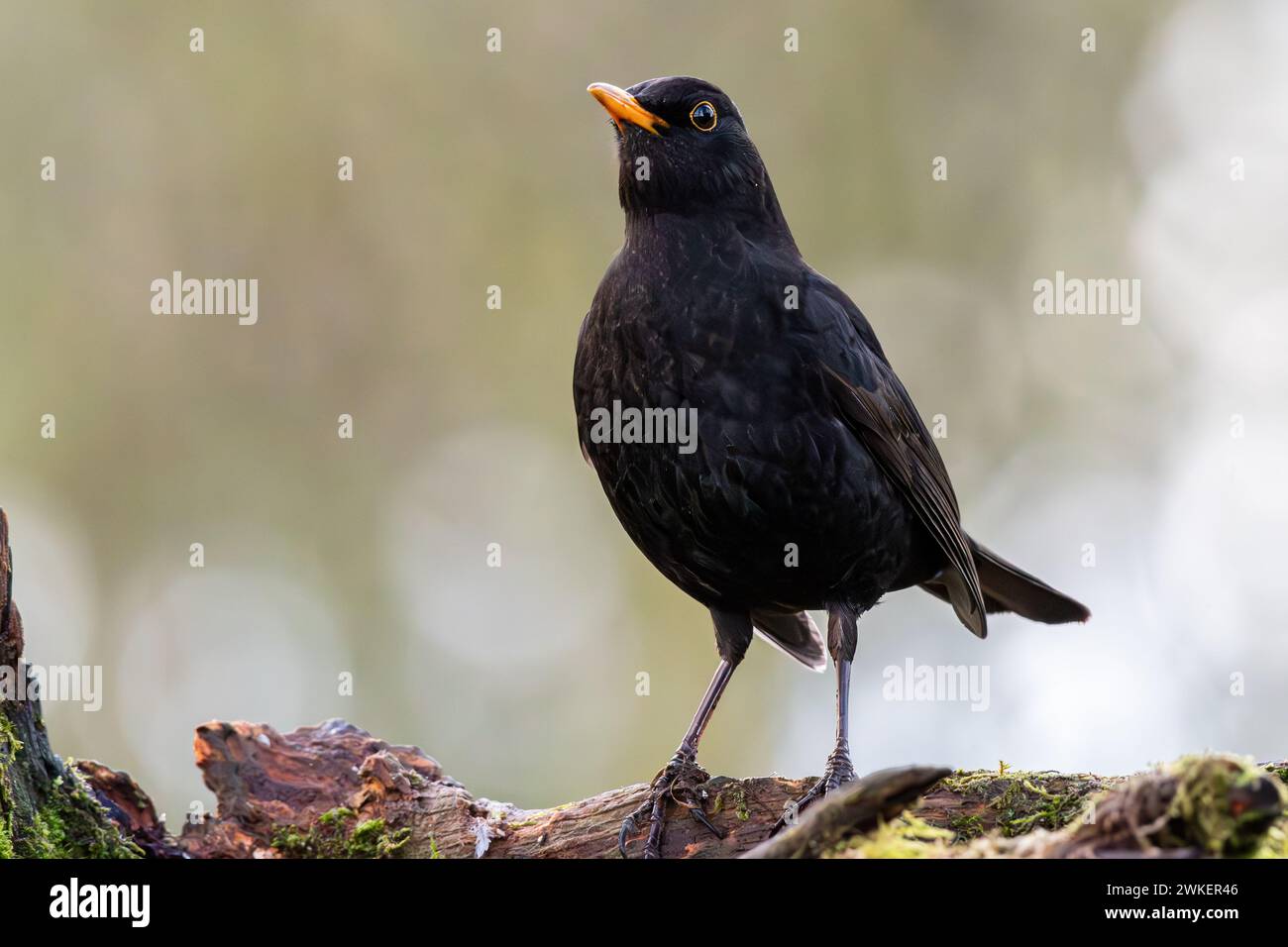 A blackbird perched on a branch in a Scottish forest Stock Photo