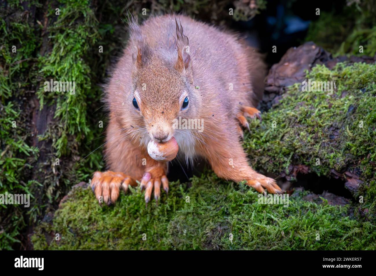 A Red Squirrel foraging in a Scottish forest Stock Photo