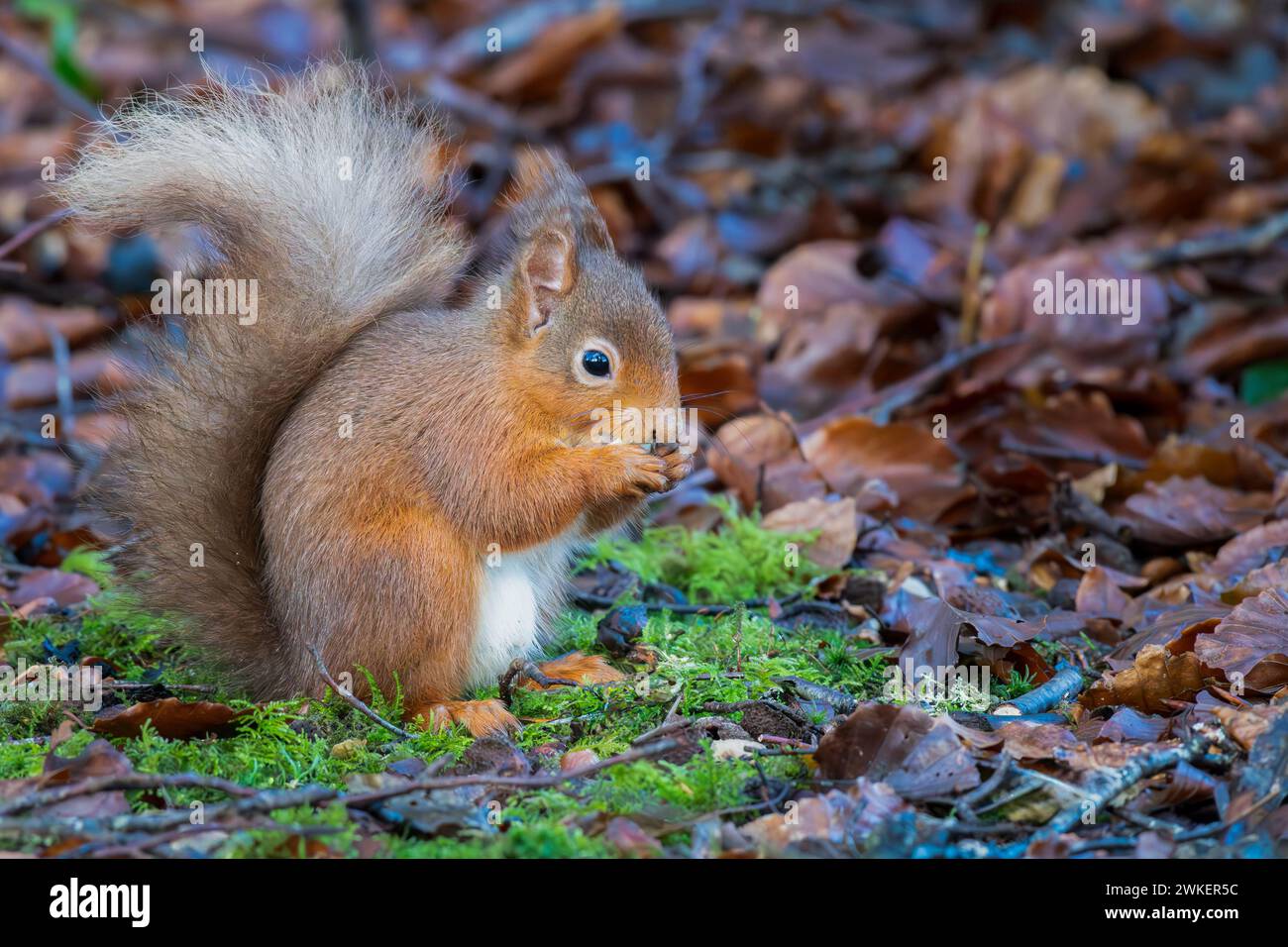 A Red Squirrel foraging in a Scottish forest Stock Photo