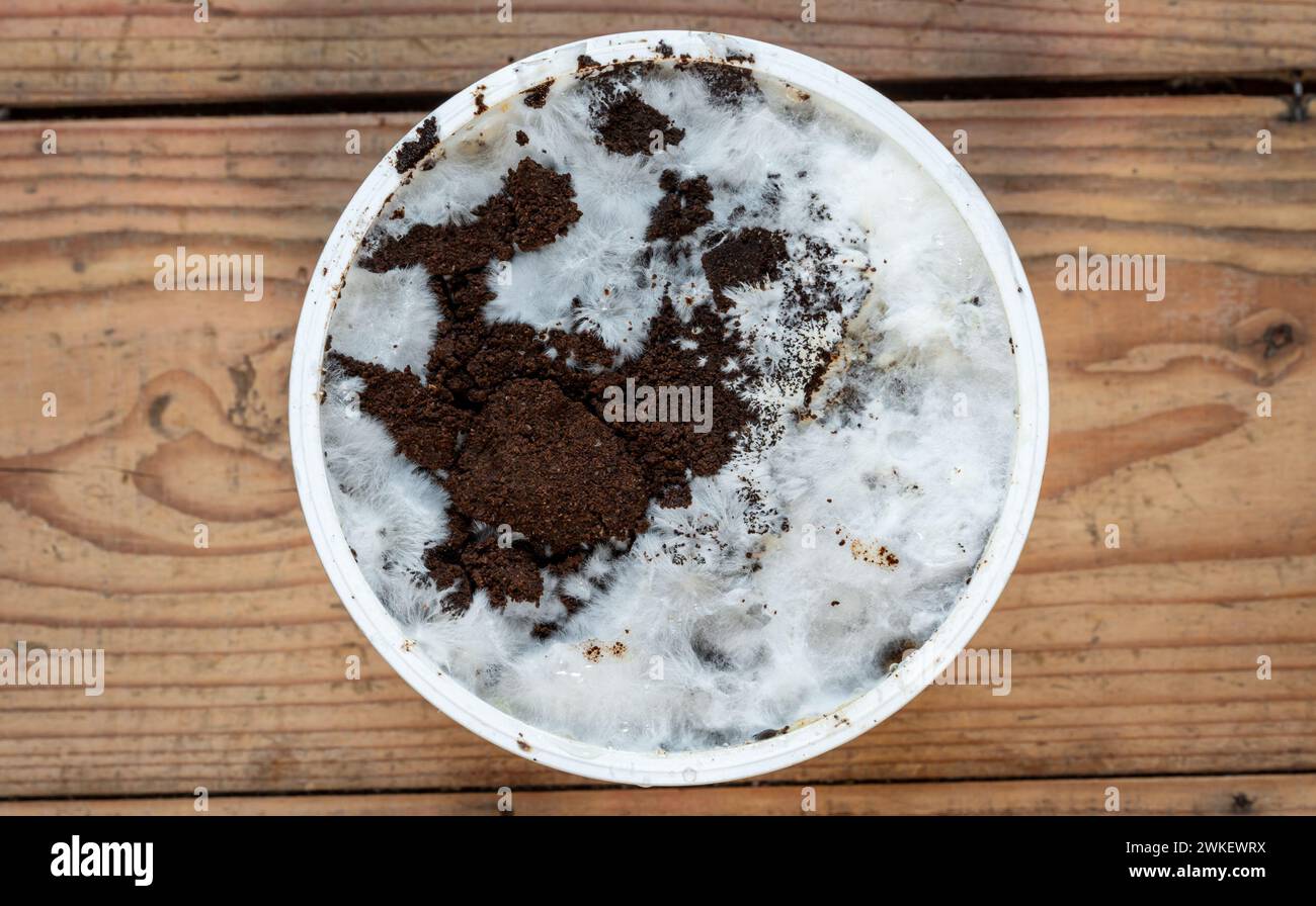 Oyster mushroom mycelium growing on coffee grounds, Growing Pleurotus ostreatus mushroom at home Stock Photo