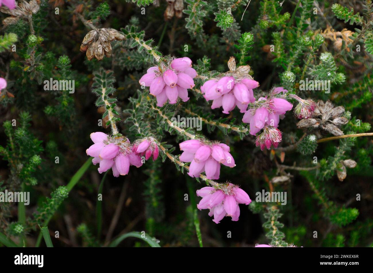 Dorset Heath,'Erica ciliaris', a member of the erica family of plants with pitcher shaped pink/red flowers, New Forest, Hampshire, UK Stock Photo