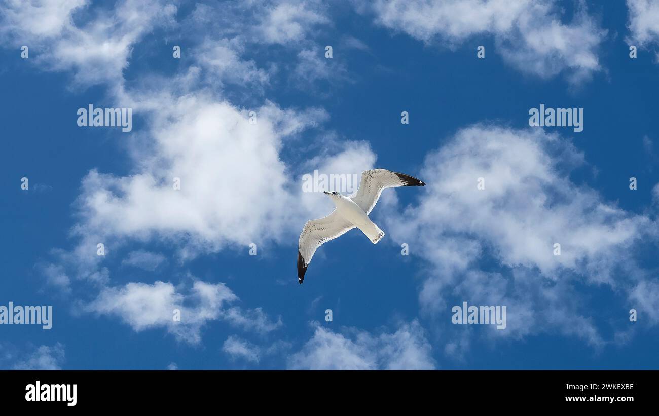 White Gull flying overhead in blue sky with white clouds over southwest
