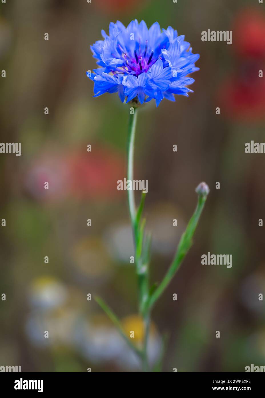 Blooming bachelor's button flower, Pleasant Hill Farm, Fennville, Michigan. Stock Photo