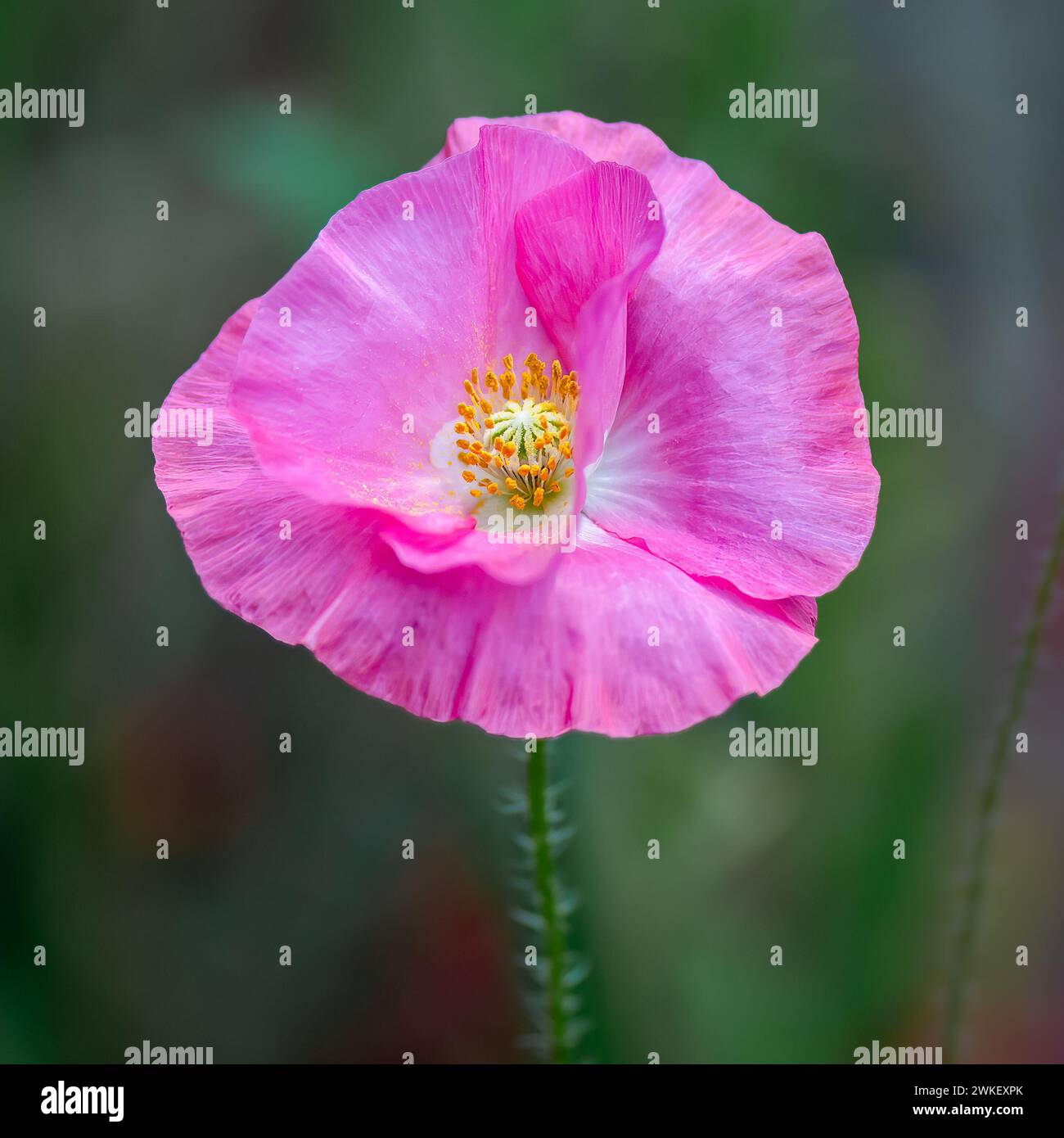 Blooming Shirley poppy flower, Pleasant Hill Farm, Fennville, Michigan. Stock Photo
