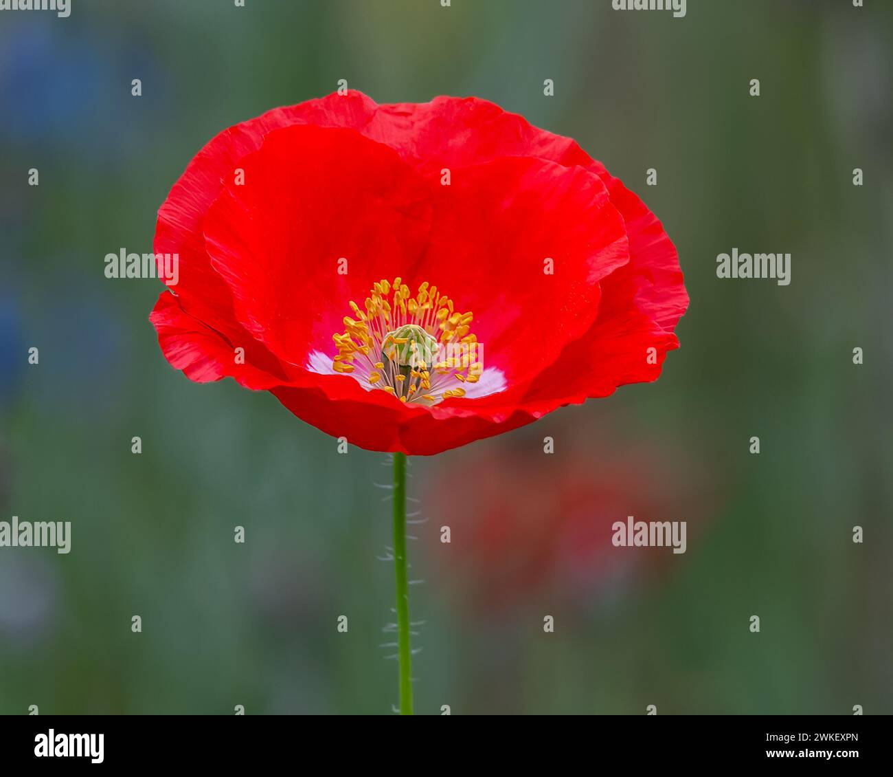 Blooming Flanders poppy flower, Pleasant Hill Farm, Fennville, Michigan. Stock Photo