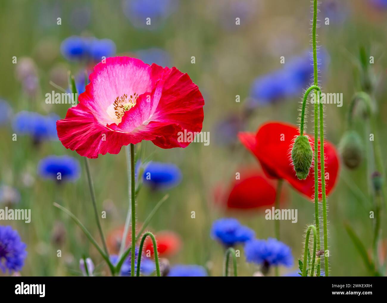 Blooming Flanders poppy flower and buds, Pleasant Hill Farm, Fennville, Michigan. Stock Photo