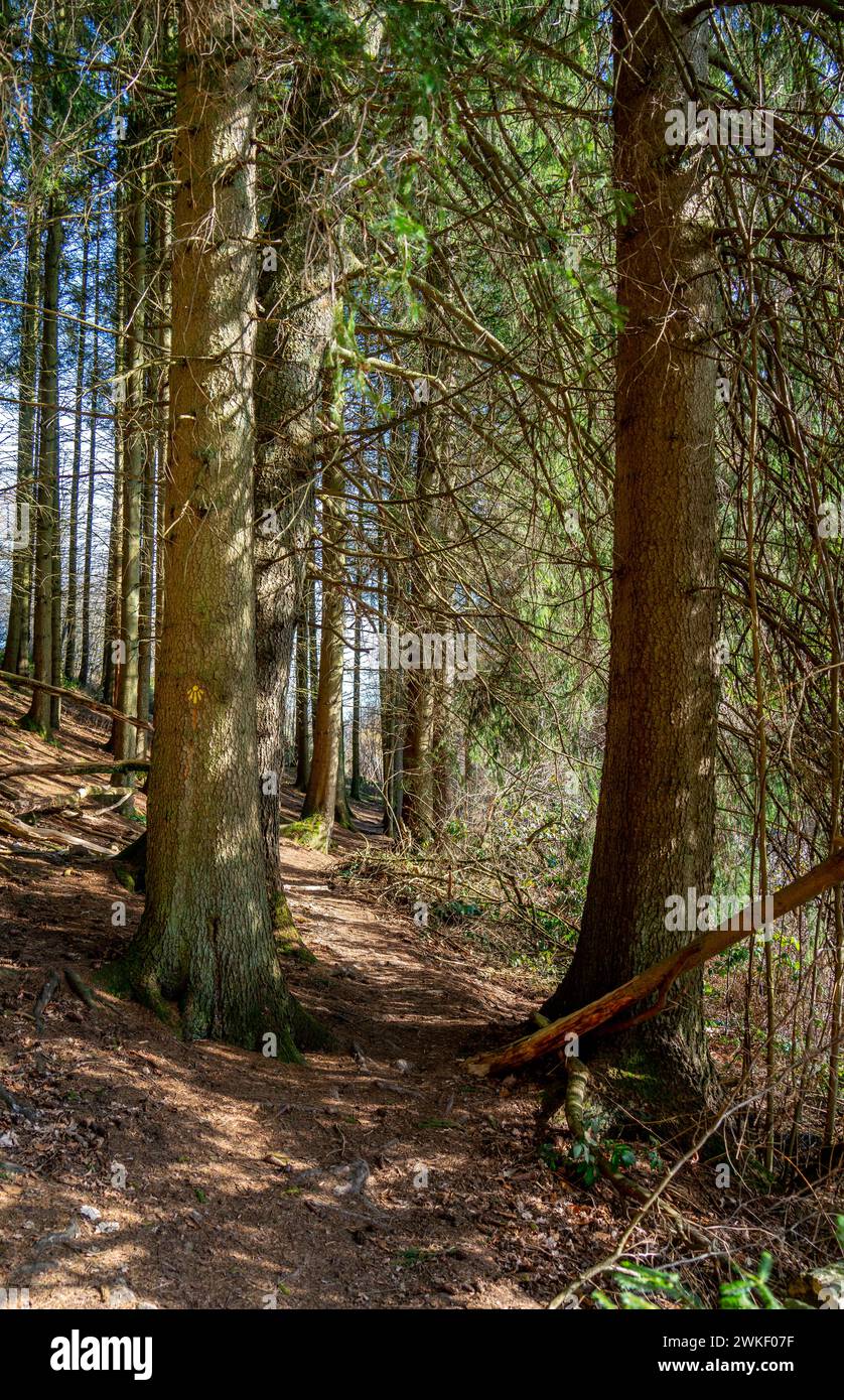 Trail in a forest landscape in the Ardennes, Belgium Stock Photo