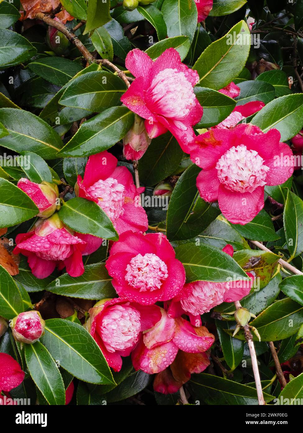 Red-pink late winter to early spring anemone centred flowers of the evergreen Camellia japonica 'Bokuhan' Stock Photo