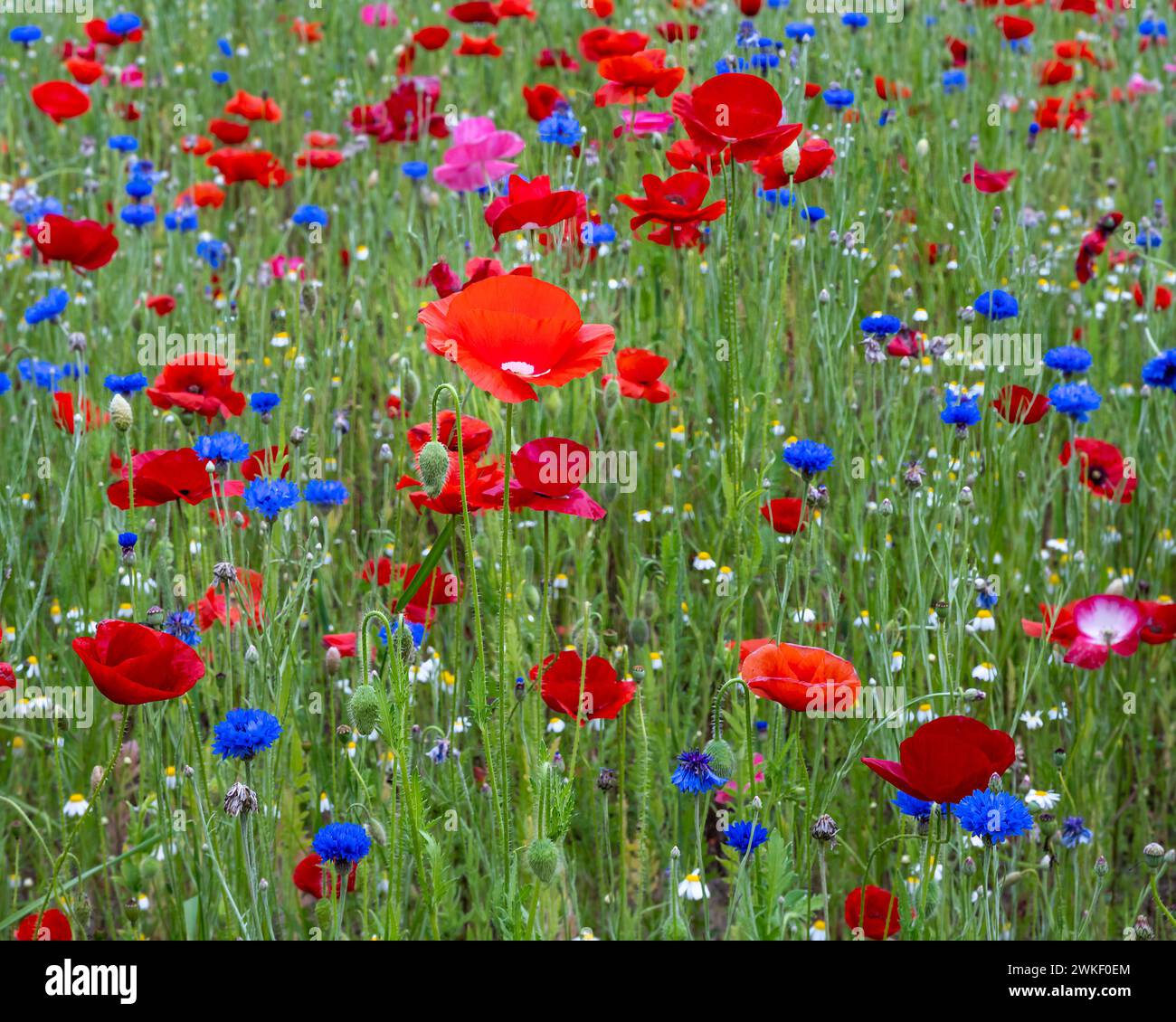 Blooming Flanders poppy flowers, Pleasant Hill Farm, Fennville, Michigan. Stock Photo