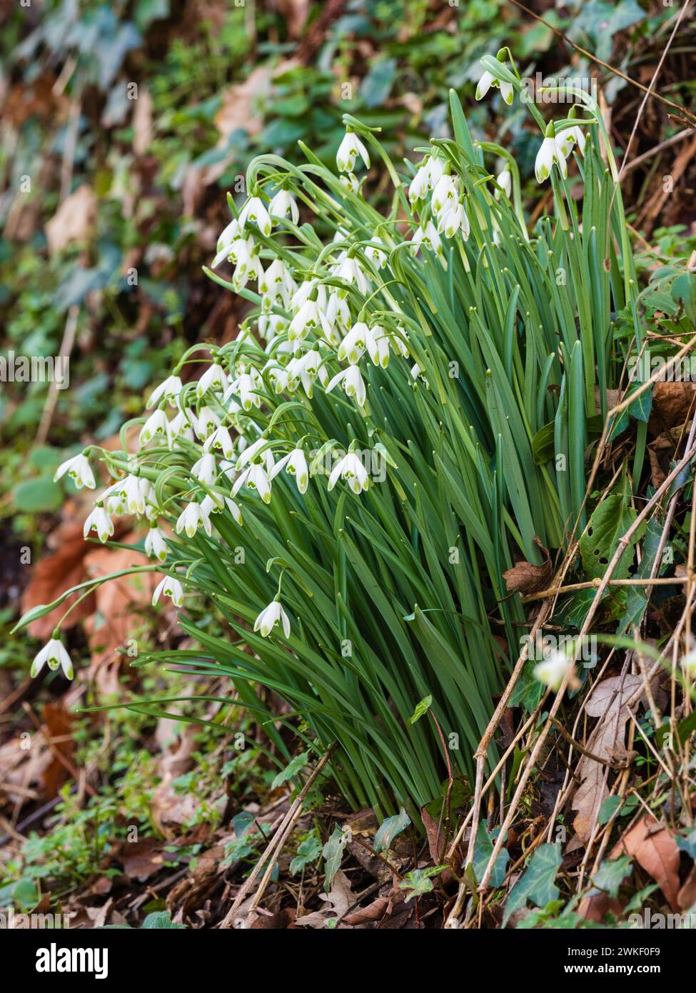 Clump of the green tipped flowers of the common snowdrop variety Galanthus nivalis 'Viridapice' in late Winter Stock Photo