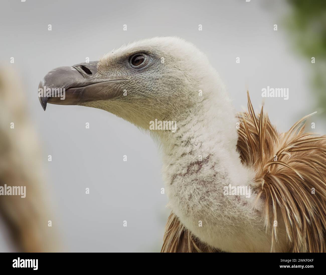 Majestic gaze hi-res stock photography and images - Alamy