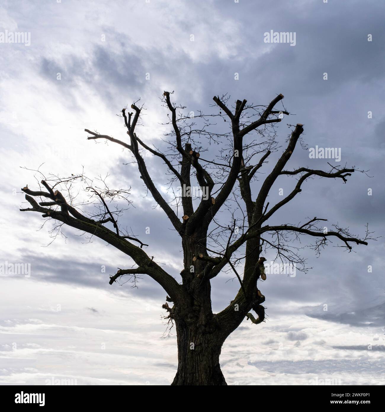 Oak tree silhouette isolated hi-res stock photography and images - Alamy