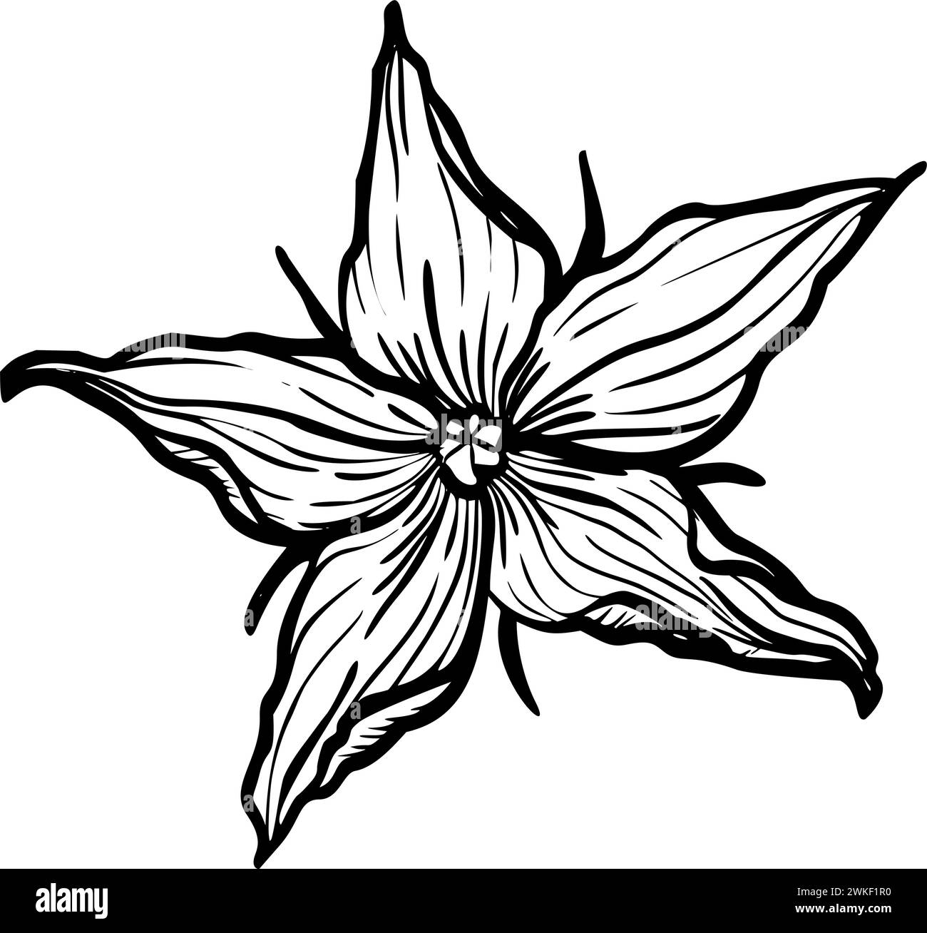 Tomato Flower vector illustration. Plant in line art style. Sketch of lycopersicum solanum in black and white colors. Etching of blooming herb painted by inks. Monochrome botanical engraving. Stock Vector