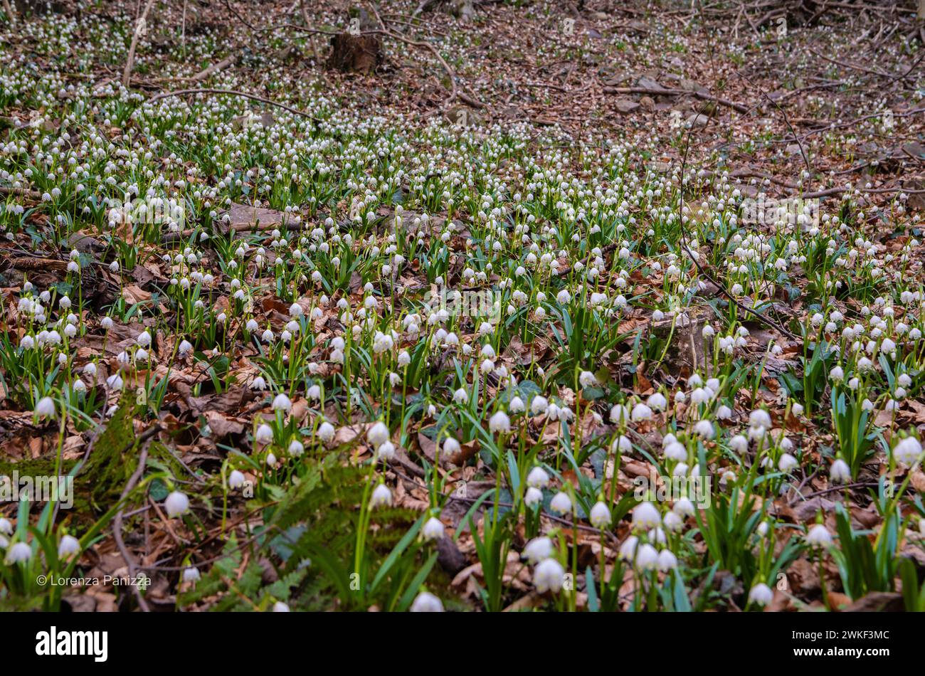 spring snowflake (Leucojum vernum), blooming in a swamp forest, Spring Valley in the South Tyrol, northern Italy. Selective focus and blurred backgrou Stock Photo