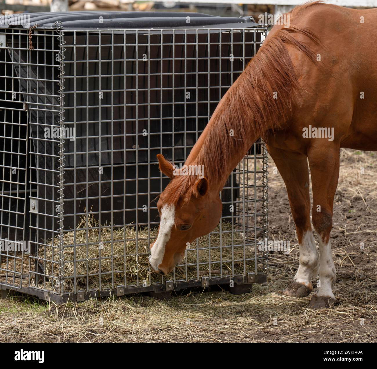 horse eating hay outside from metal slow feeder cage chestnut color