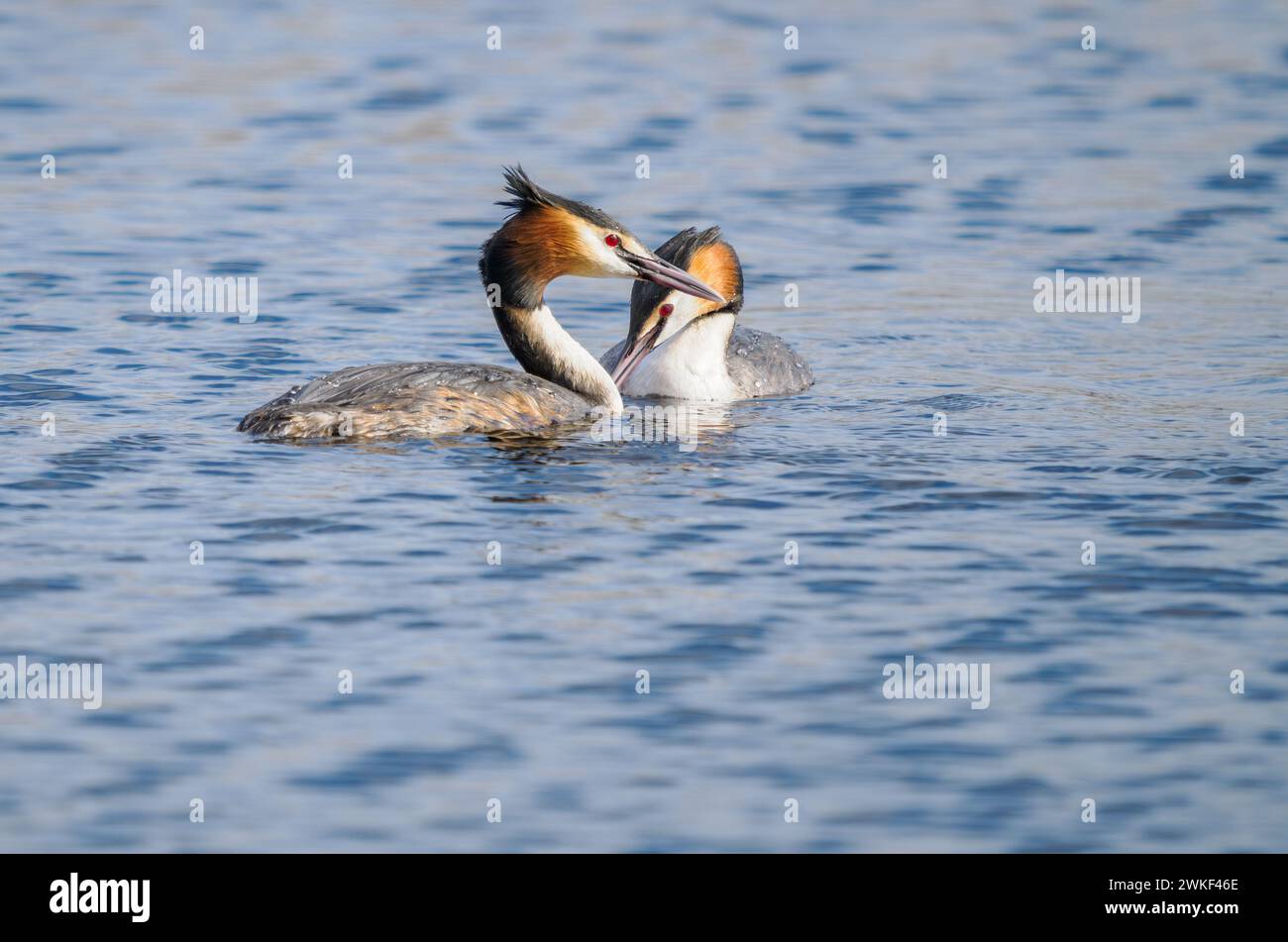Great Crested Grebe pair at Ham Wall reserve on the Somerset Levels UK Stock Photo