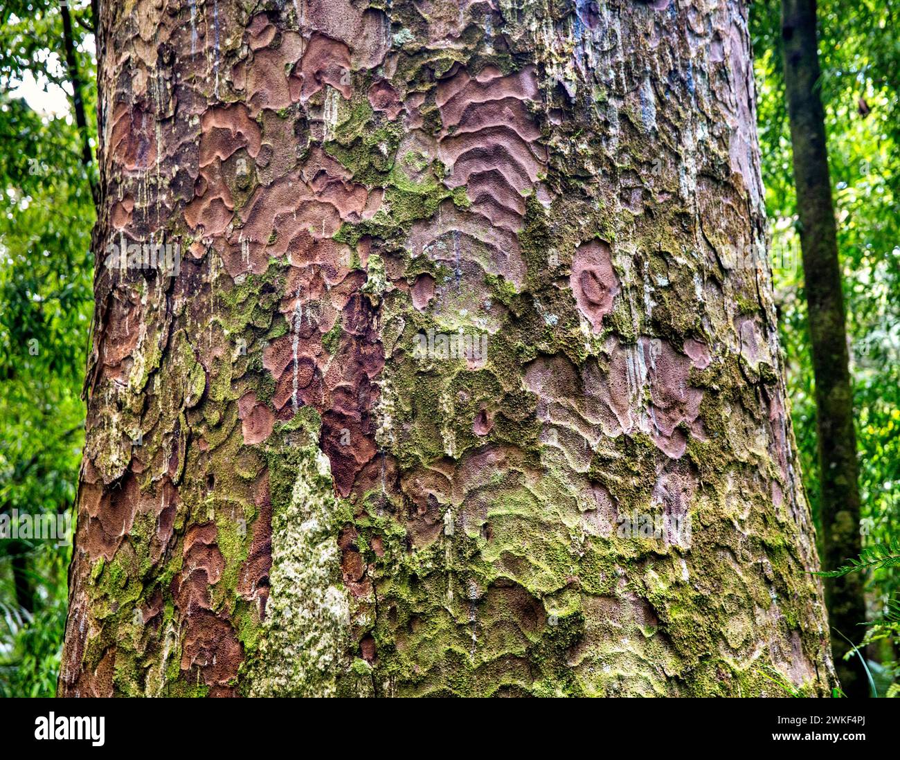 Close-up detail of kauri tree bark in the temperate rainforest of Trounson Kauri Park, Te Tai Tokerau / Northland Region, Te Ika-a-Maui / North Island Stock Photo