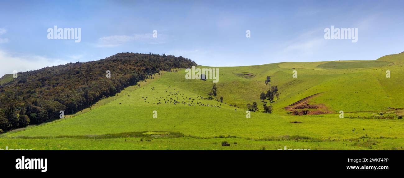 Dairy cattle pasture and forest reserve near Aranga, Te Tai Tokerau / Northland Region, Te Ika-a-Maui / North Island,  Aotearoa / New Zealand. Stock Photo