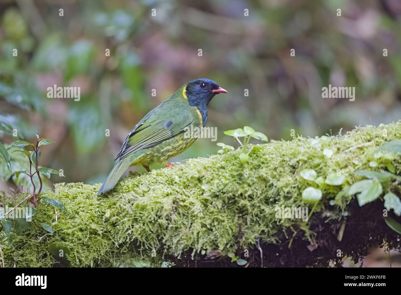 Male Green and black Fruiteater Colombia South America Stock Photo