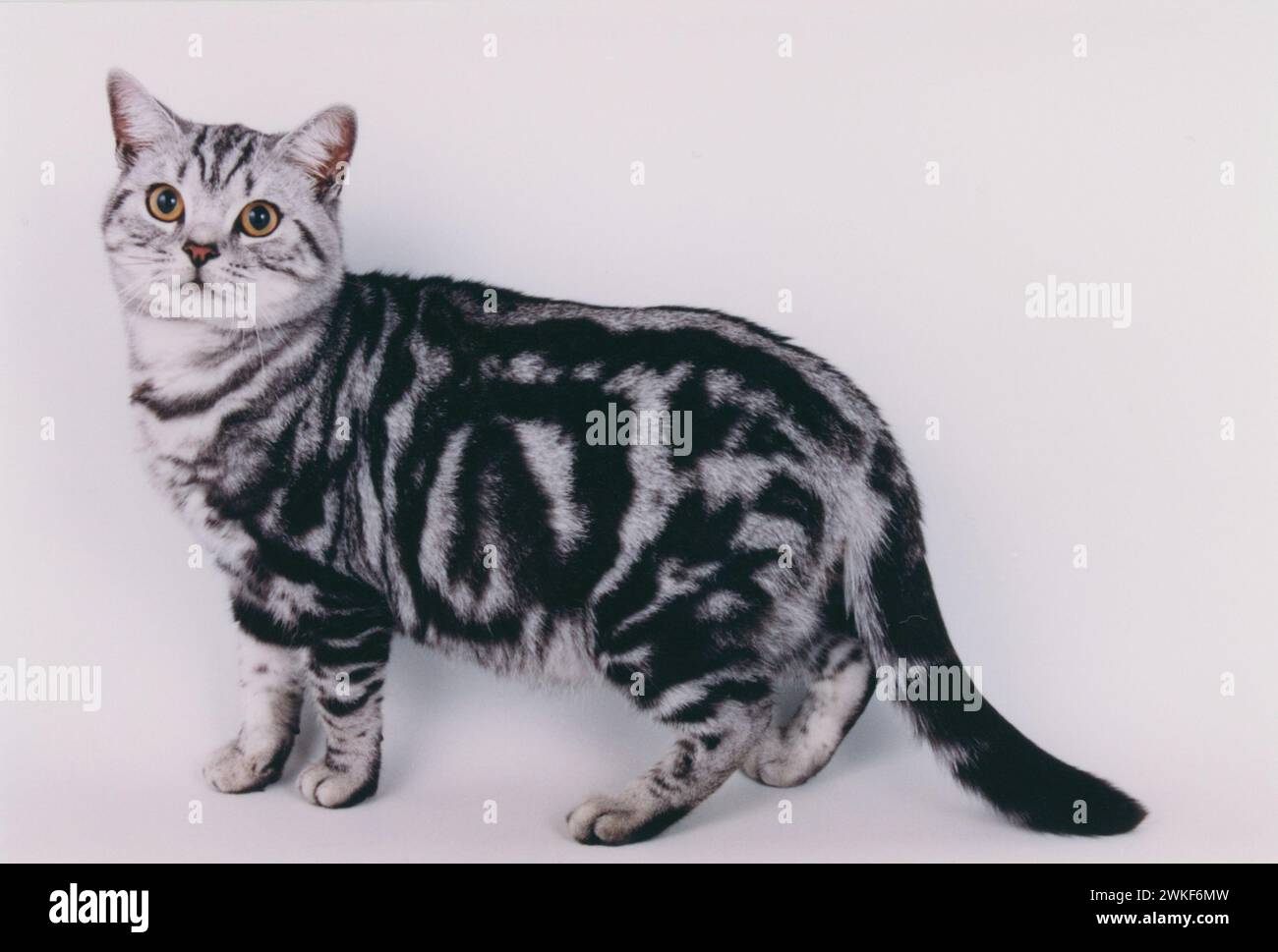 British Shorthair Silver Tabby Stock Photo - Alamy