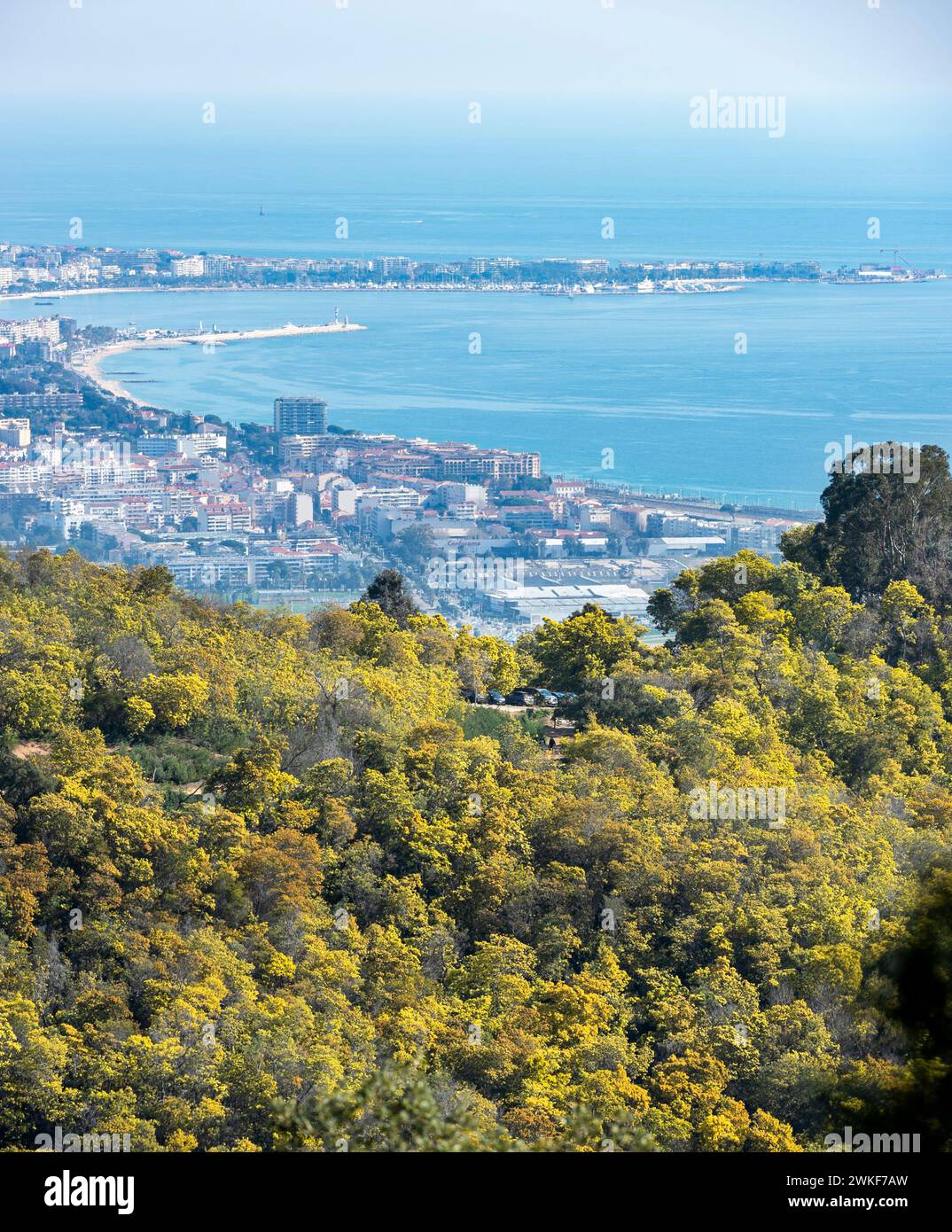 February 19th, Mandelieu, France. The Mimosa forest in the communal forest of Mandelieu, with the iconic cityscape of Cannes in the background. Travel Stock Photo