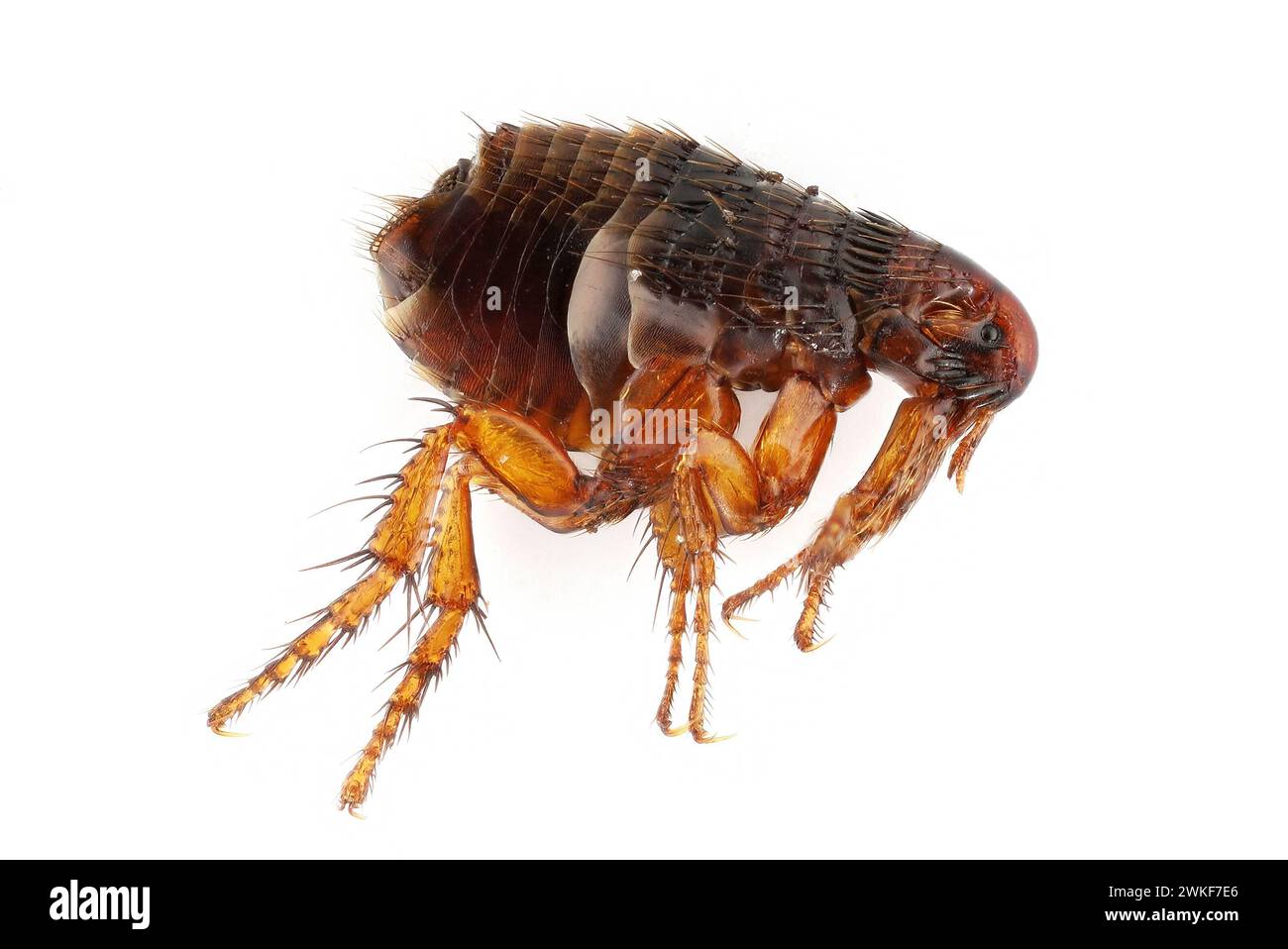 Flea on a white background close-up. A troublesome parasite of domestic animals and humans. A carrier of disease causing microorganisms. Stock Photo