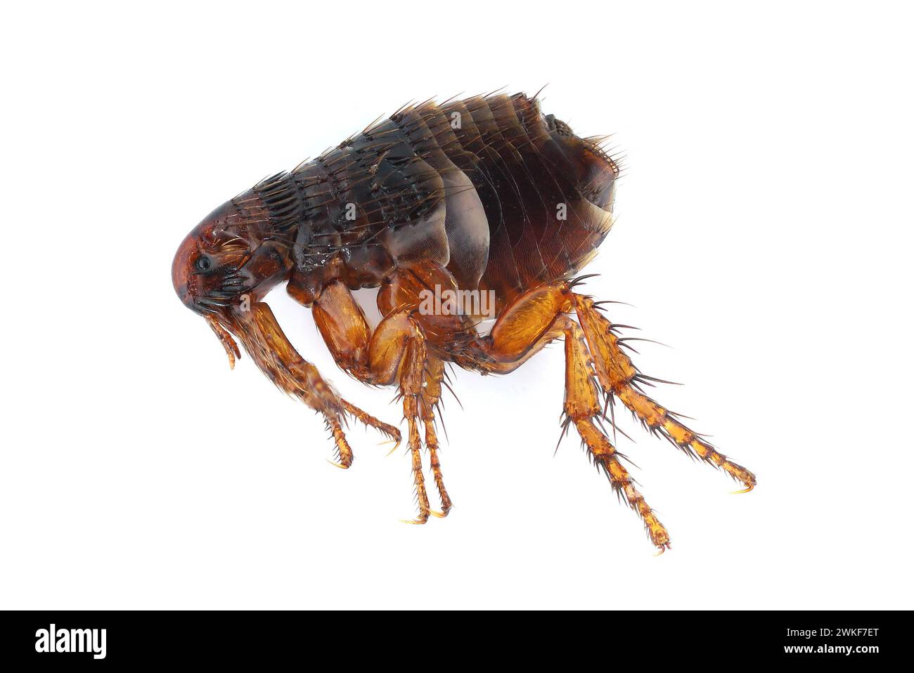 Flea on a white background close-up. A troublesome parasite of domestic animals and humans. A carrier of disease causing microorganisms. Stock Photo