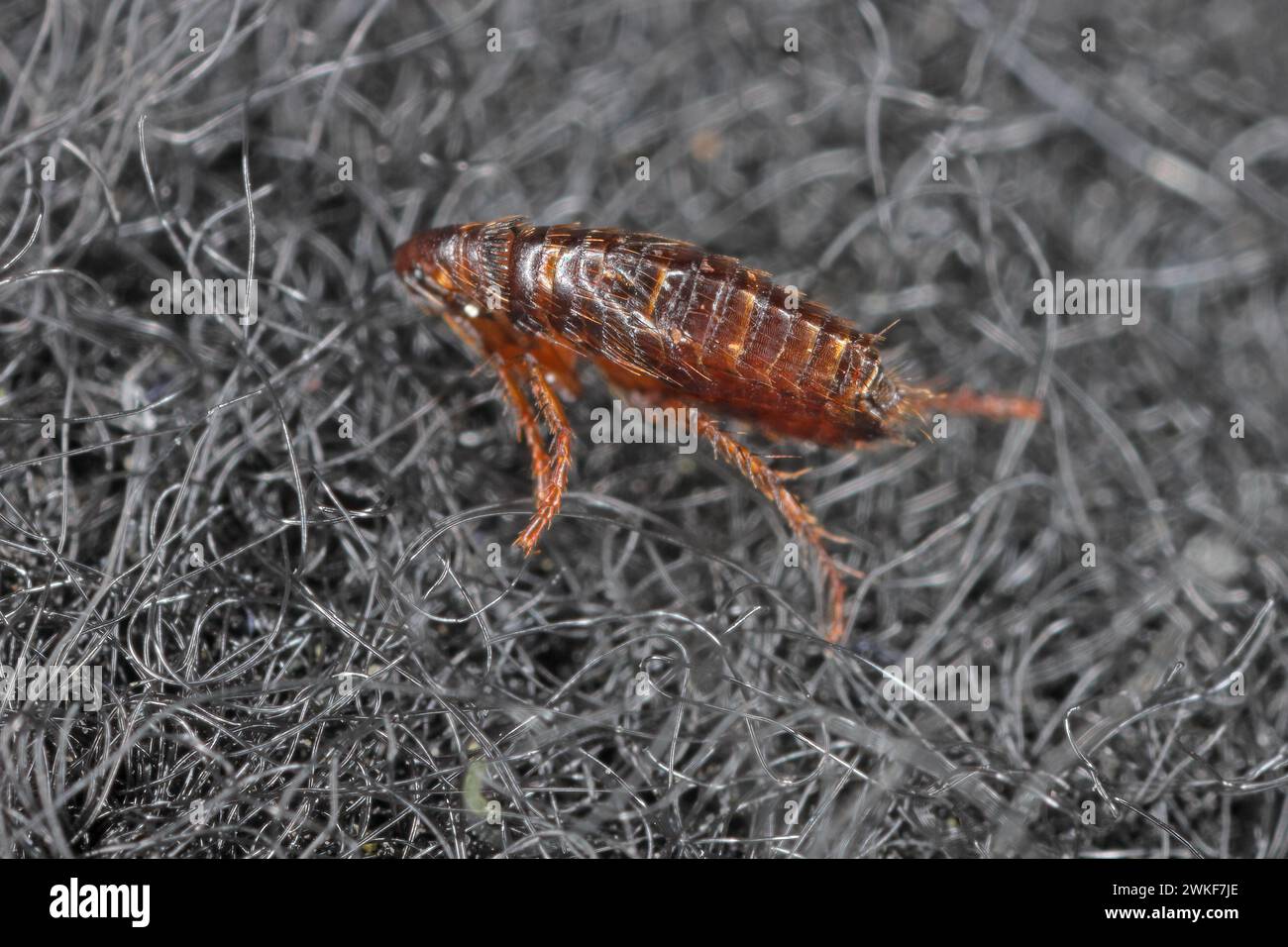 Dog flea (Ctenophalides canis) on the carpet in the apartment. Stock Photo