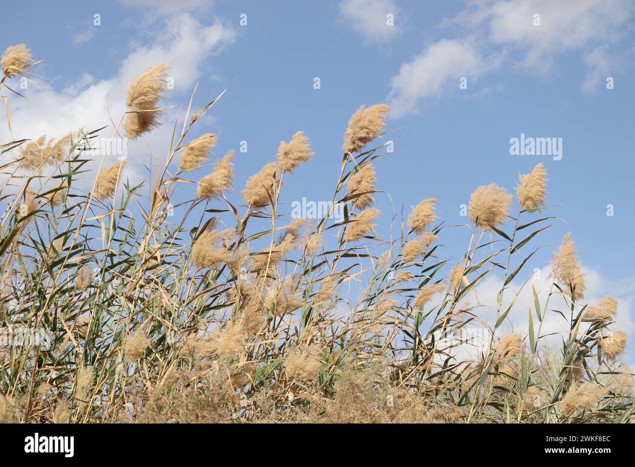 Beautiful Reeds Giant reeds aswan hi-res stock photography and images - Alamy