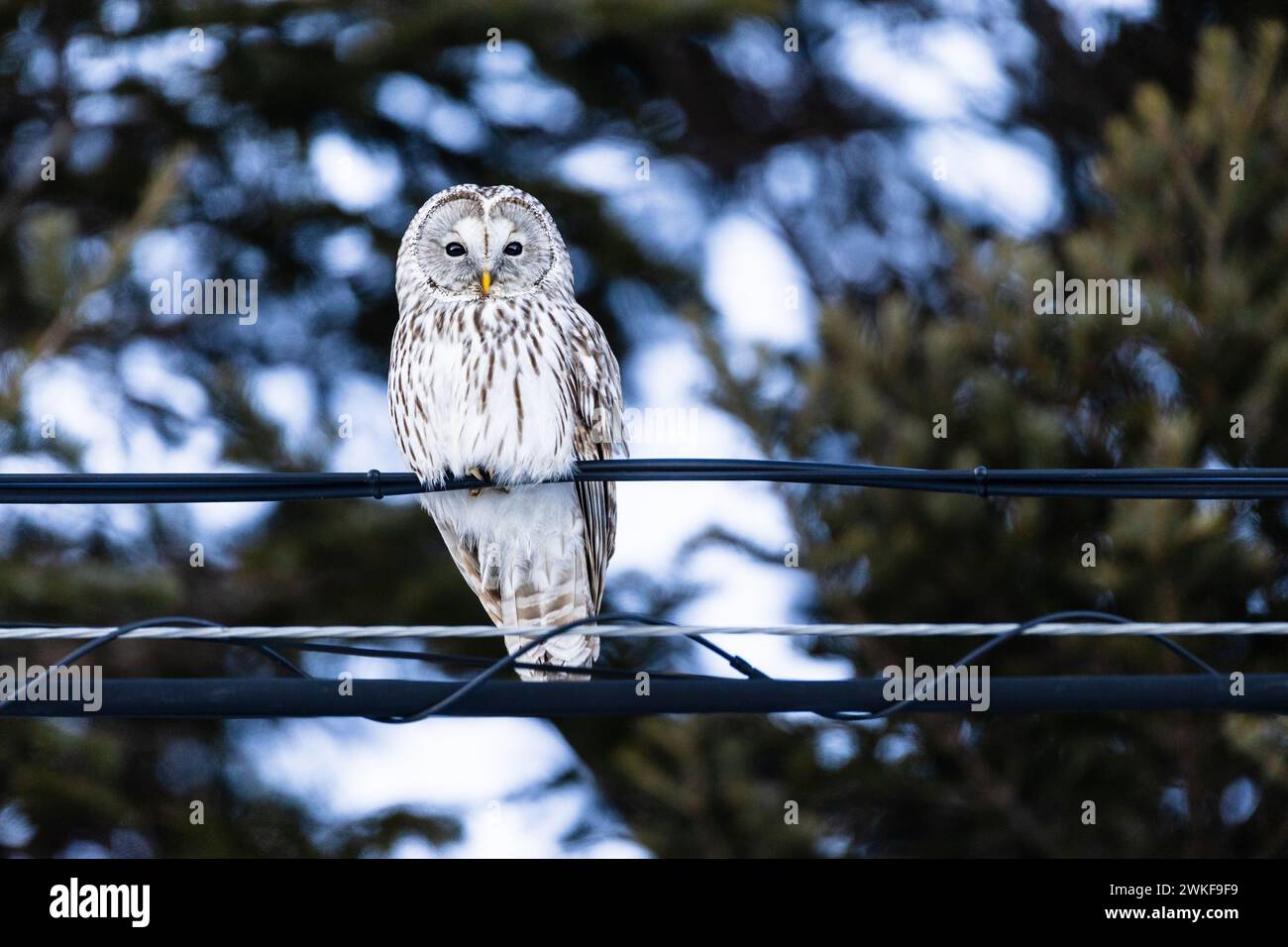 Biodiversidad forestal hi-res stock photography and images - Alamy