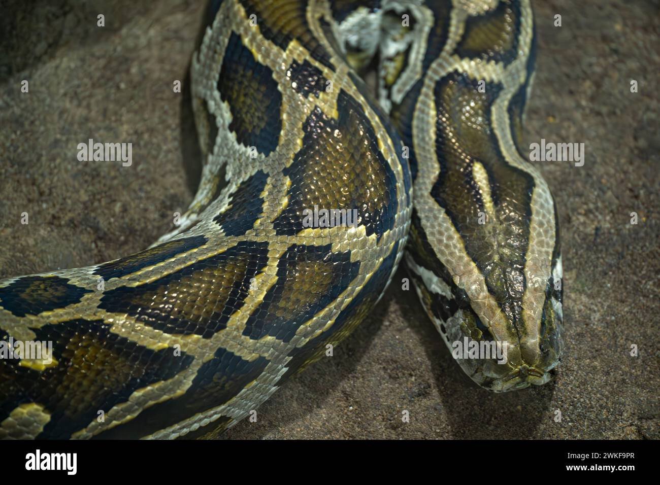 Python habitat hi-res stock photography and images - Alamy