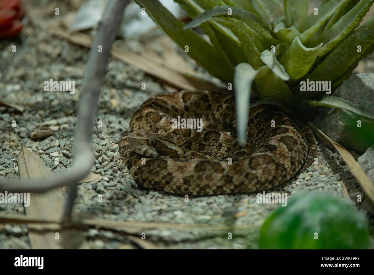Common Lancehead, is a venomous pit viper species found in Central and South America Stock Photo