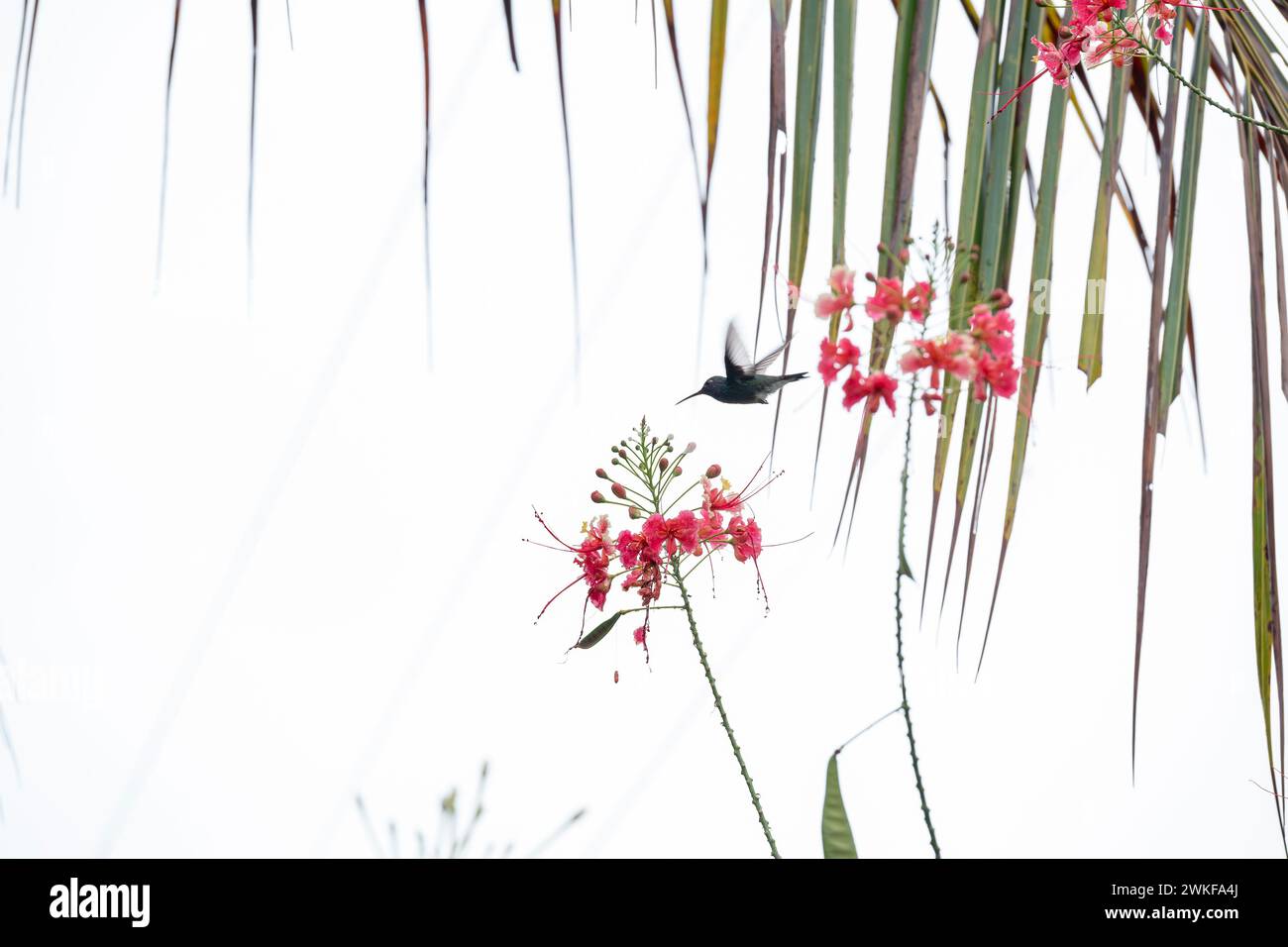 Brazilian hummingbird flying from peacock flower to peacock flower Stock Photo