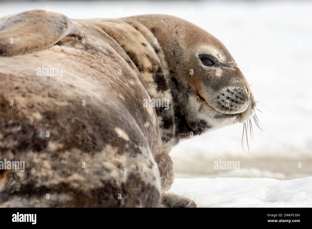Crabeater seal ( Lobodon carcinophaga ) hauled out and resting on ice floe off Argentine Islands, Antarctic Peninsula, Antarctica Stock Photo