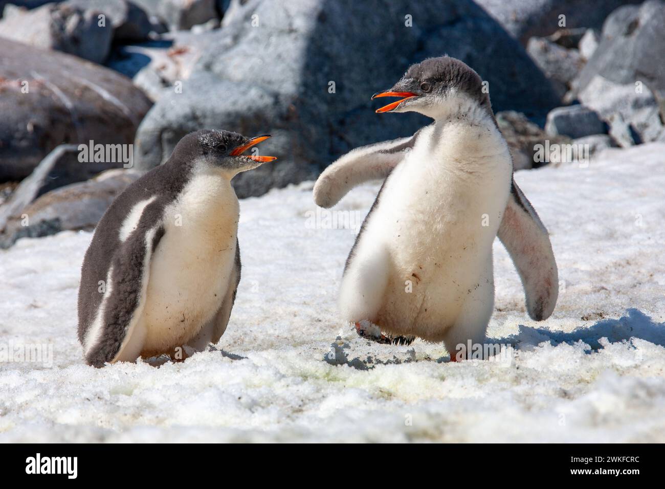 Gentoo Penguin ( Pygoscelis papua ) chicks on Anders Island, Antarctic Peninsula, Antarctica Stock Photo