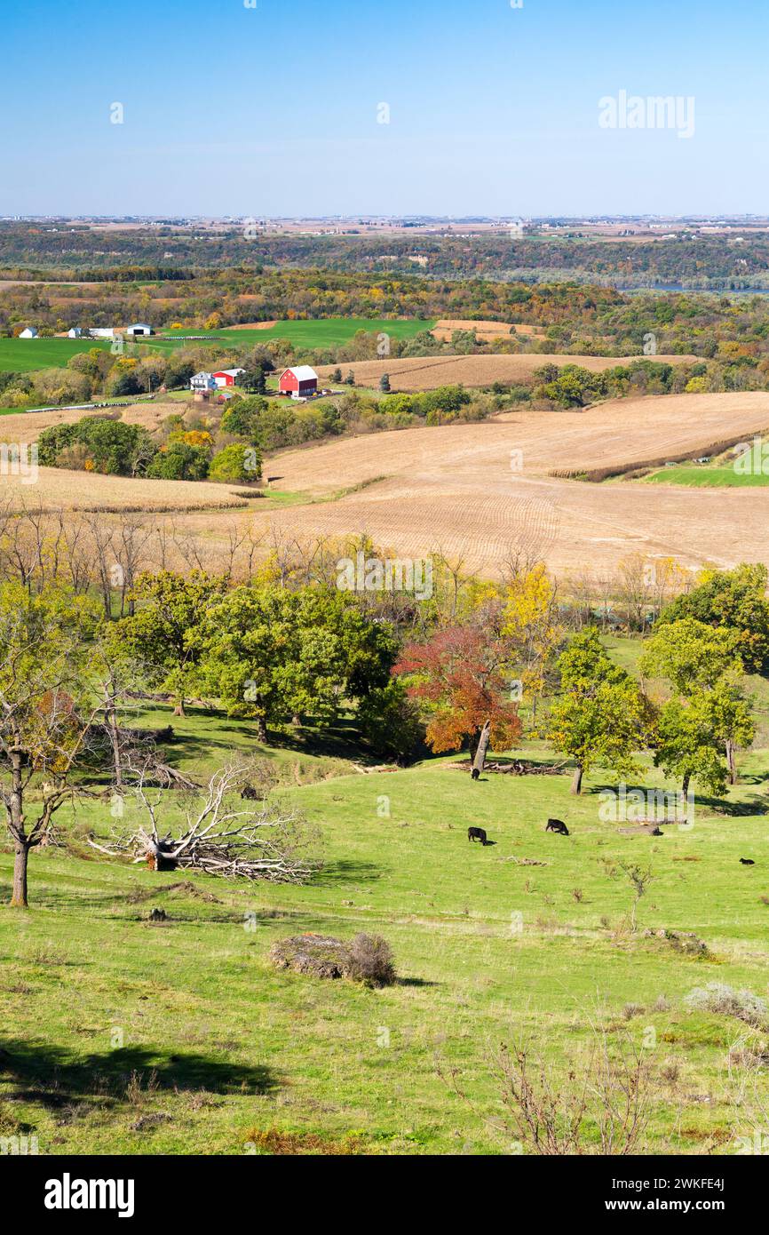 View of rolling farm fields with cattle grazing from an overlook near Balltown, Iowa Stock Photo