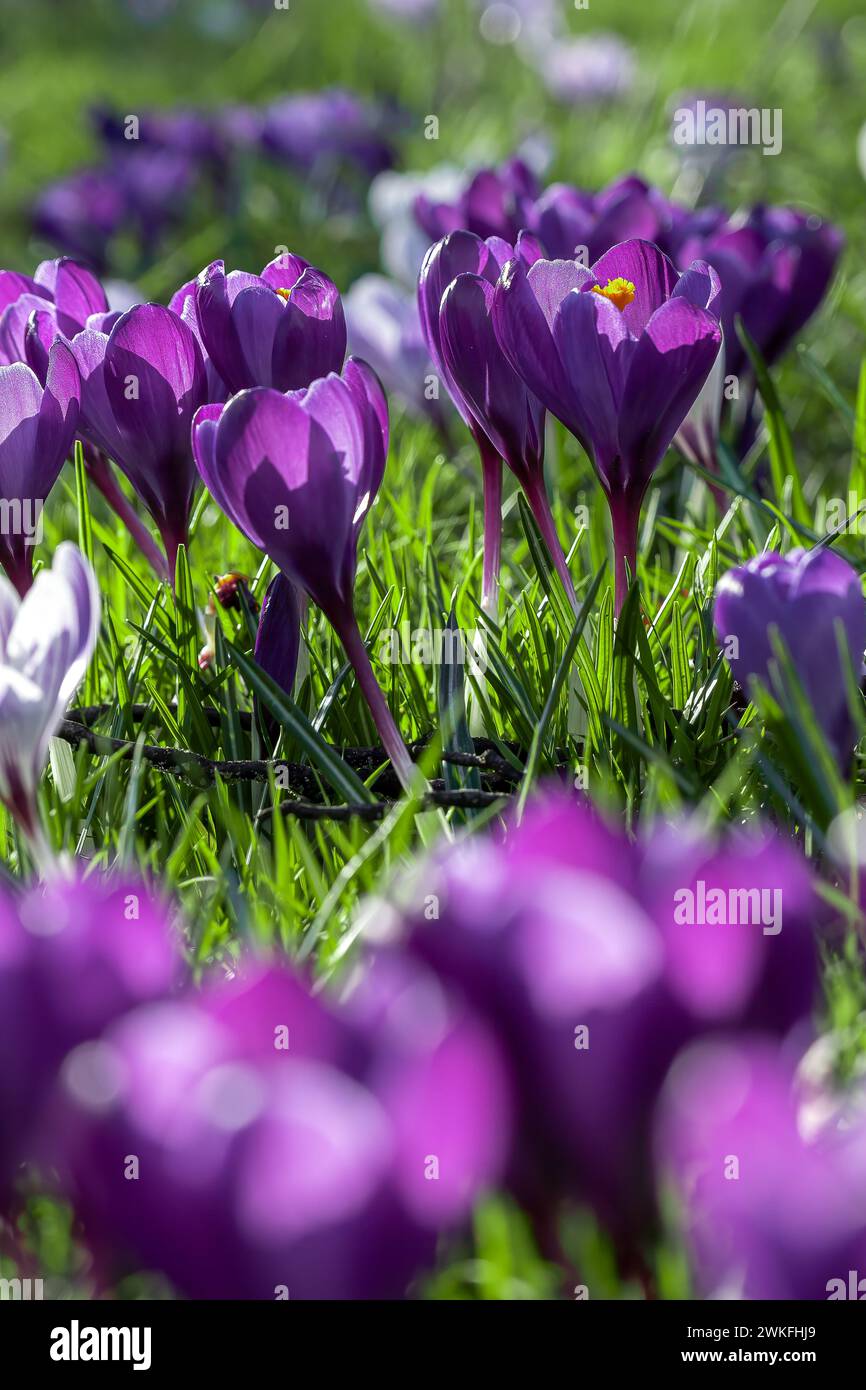 Park with flowers hi-res stock photography and images - Alamy