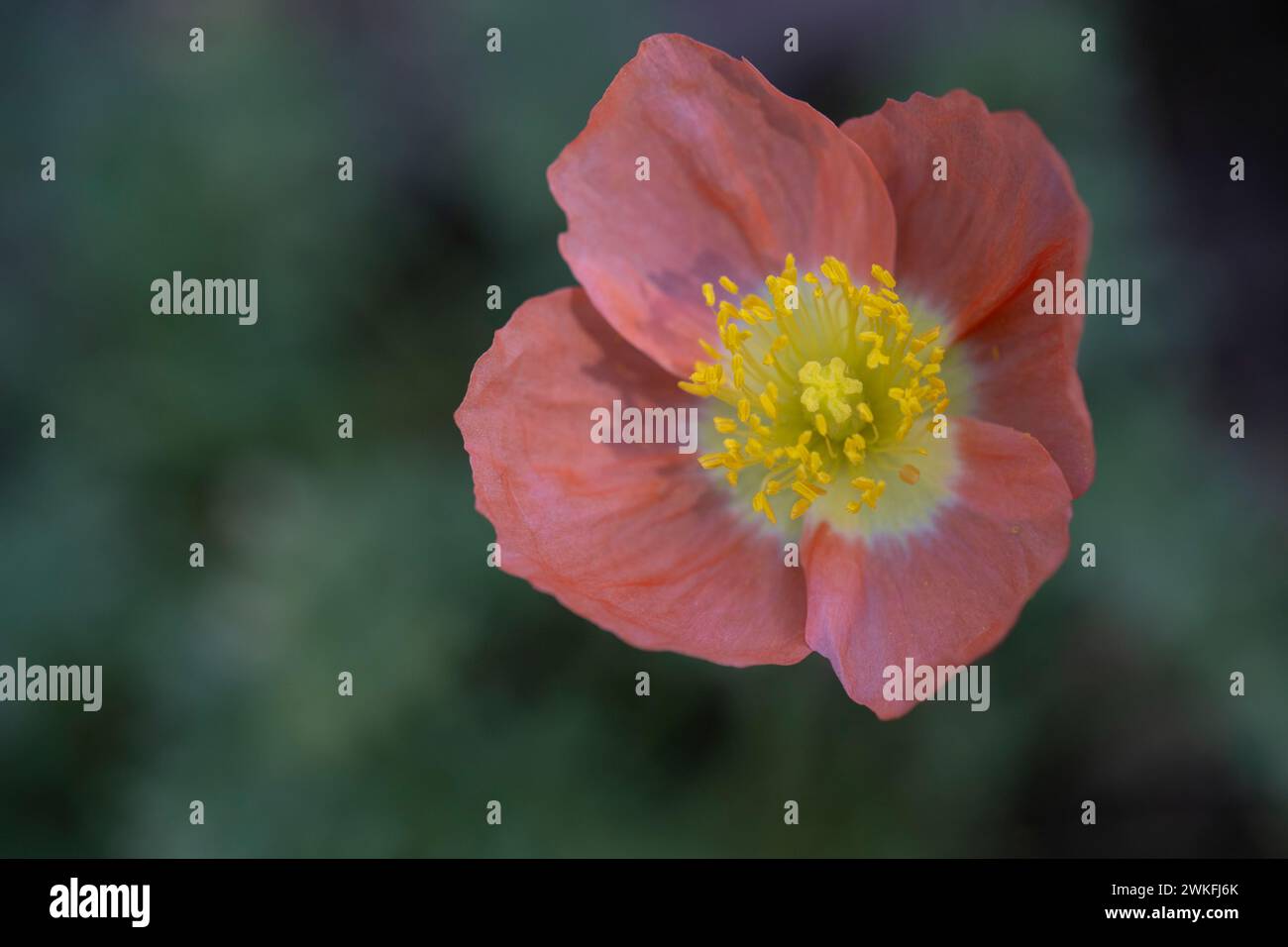Iceland Poppy, Arctic Poppy, Papaver nudicuale,  flowering in cottage garden, close-up, macro shot, detailed Stock Photo