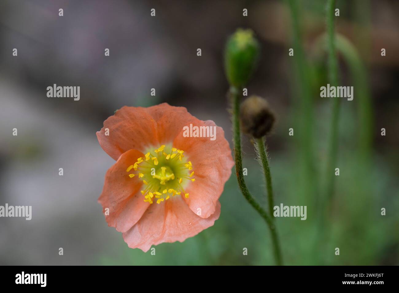 Iceland Poppy, Arctic Poppy, Papaver nudicuale,  flowering in cottage garden, close-up, macro shot, detailed Stock Photo