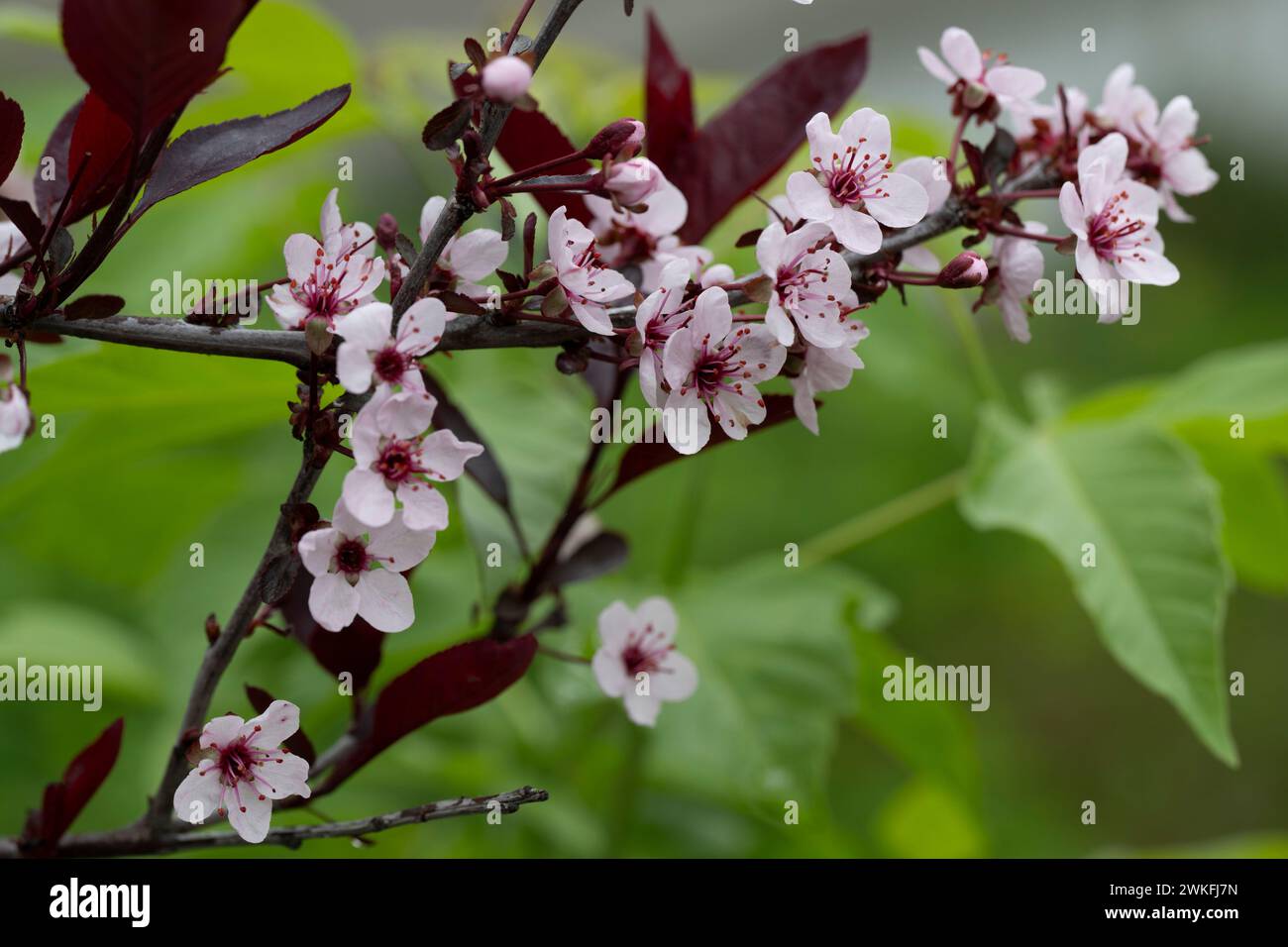 Covered with flowers in Spring. black leaved Plum,, Prunus Nigra Stock