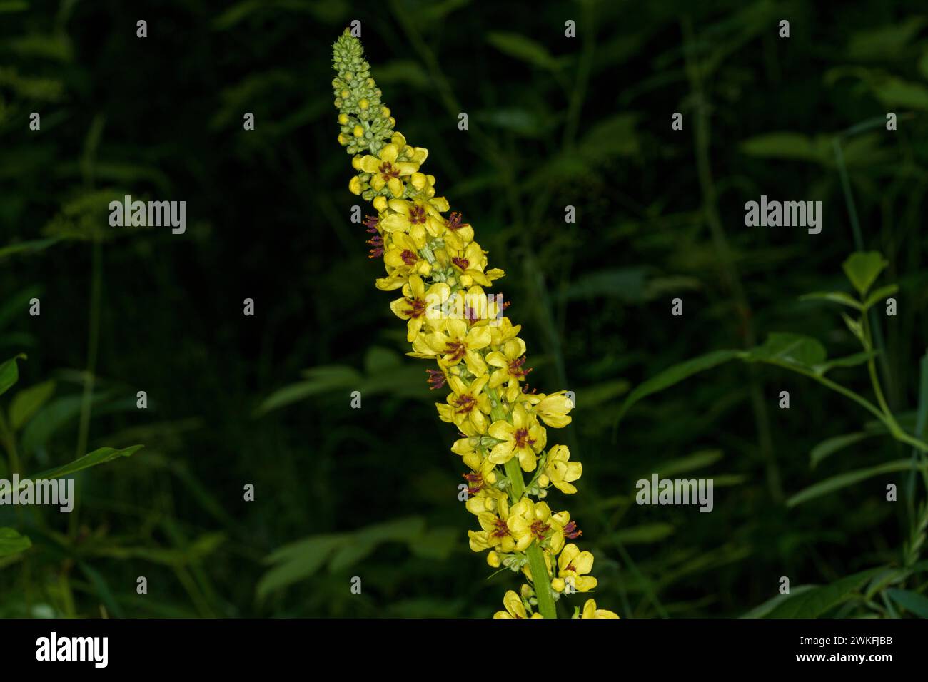 Verbascum nigrum Family Scrophulariaceae Genus Verbascum Dark mullein Black mullein yellow wild flower Stock Photo