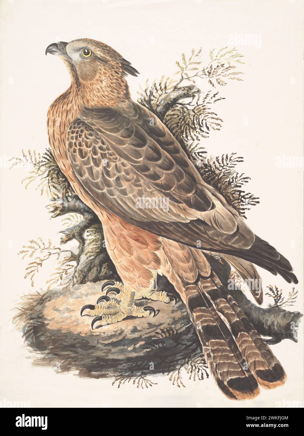 Oriental honey buzzard (Pernis ptilorhynchus) by Gwillim Elizabeth in 1801 Stock Photo