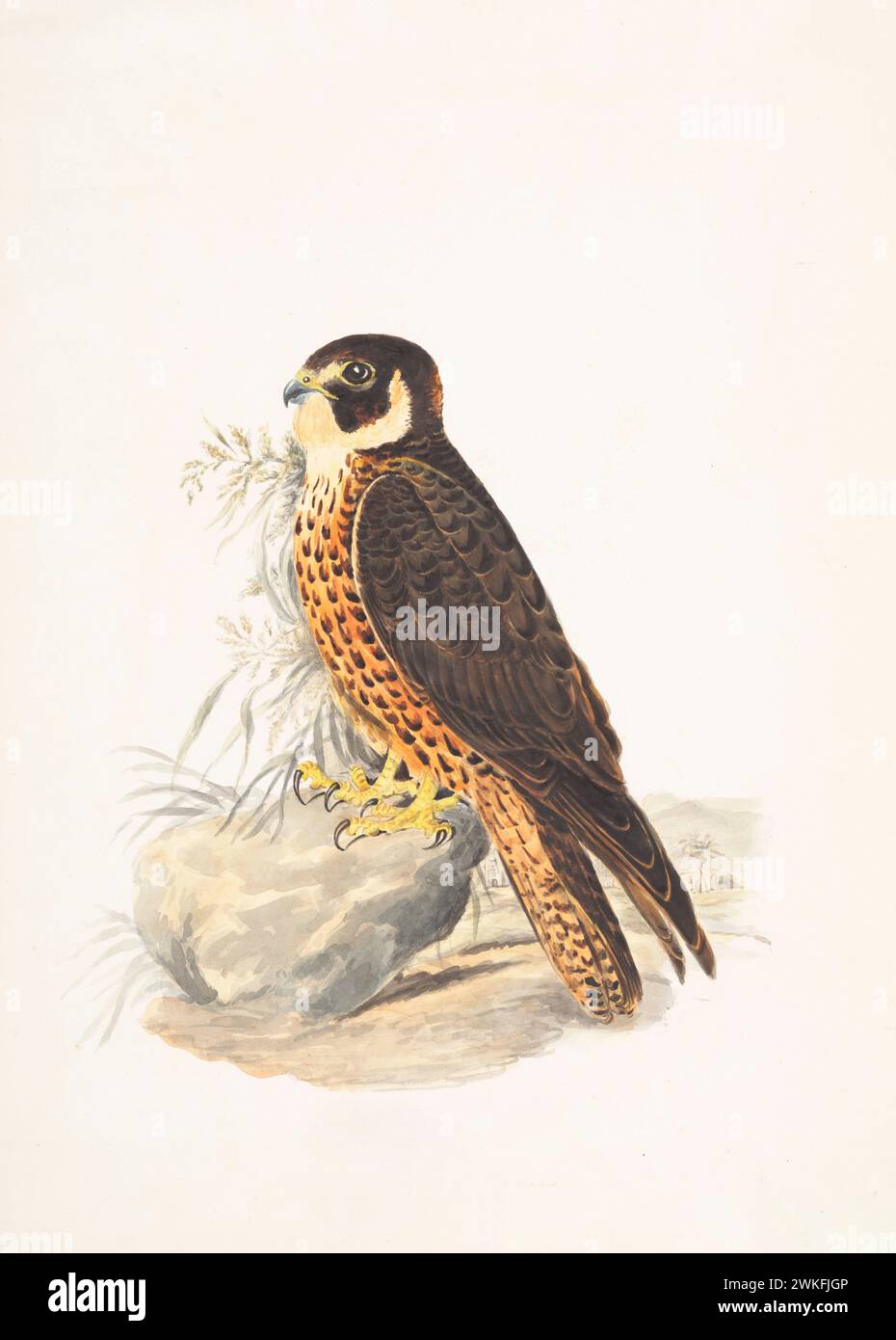 Shaheen falcon (Falco peregrinus peregrinator) by  Gwillim Elizabeth in 1801 Stock Photo