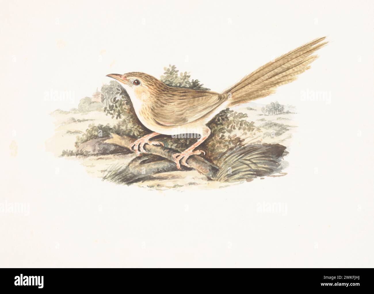 Common babbler (Argya caudata) by Gwillim Elizabeth in 1801 Stock Photo