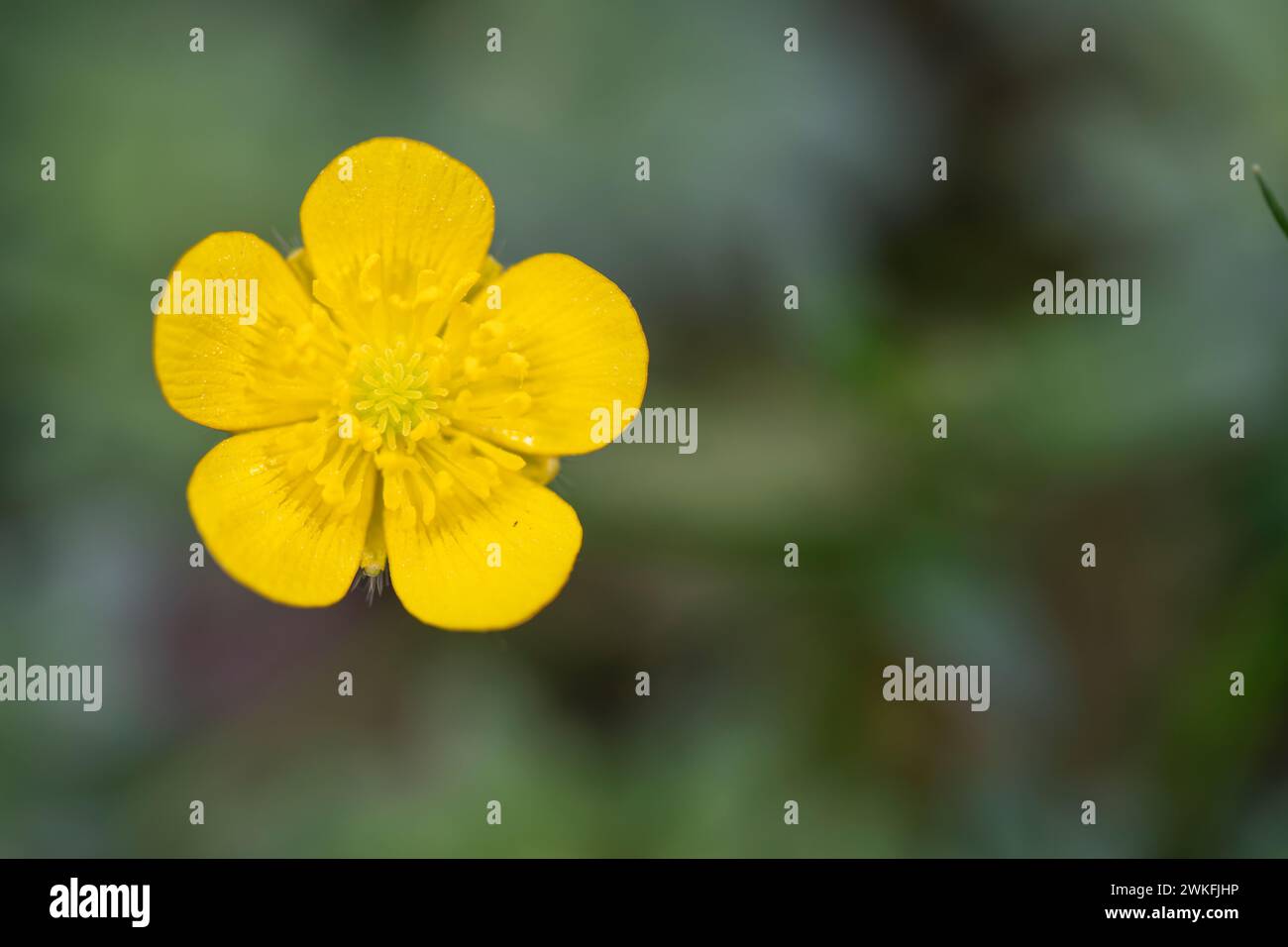 Ranunculus tuberosus hi res stock photography and images Alamy